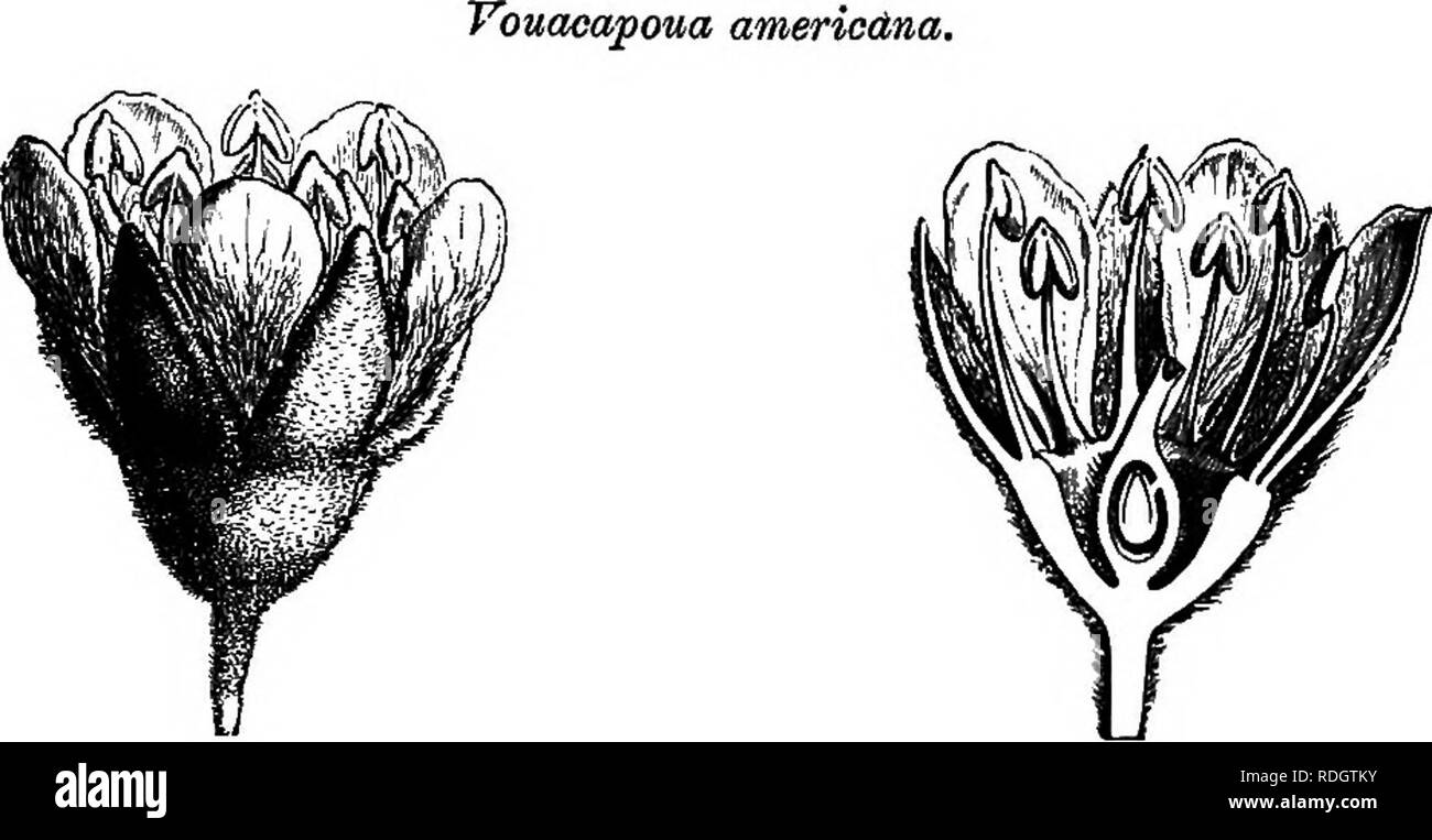 . The natural history of plants. Botany. 90 NATURAL HISTORY OF PLANTS. compressed oblong-falciform coriaceous pod. The seeds have winged edges and are surmounted by a sort of falciform blade, and contain within their coats a fleshy embryo thinly surrounded by albumen. The only known species of this genus' is a large Brazilian tree,. Fi&amp;. 61. Fia. 62. Mower (4). Longitudinal section of flower. covered with rust-coloured dowii; its leaves are alternate impari- pinnate, and its flowers form a large terminal ramified raceme. The flowers of Thylacanthv,^ resemble those of Batesia: we find the s Stock Photo