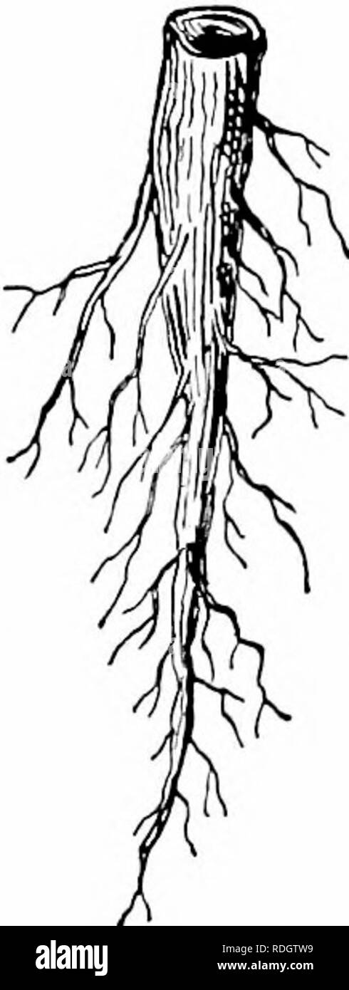 . Our native trees and how to identify them; a popular study of their ...