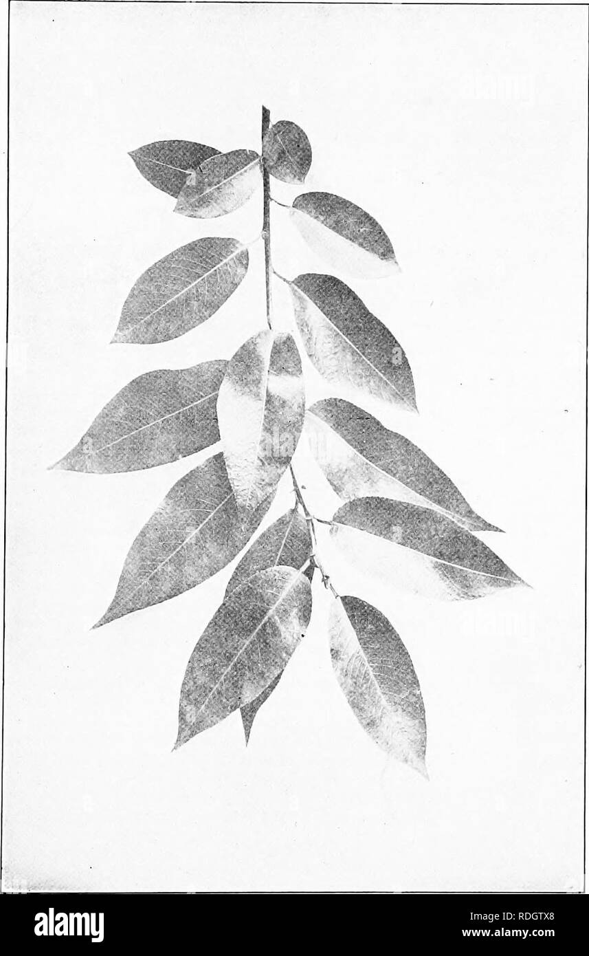 . Our native trees and how to identify them; a popular study of their habits and their peculiarities. Trees. SHINING WILLOW. Shining Willow, Salix lucida. Leaves 5' to 5' long.. Please note that these images are extracted from scanned page images that may have been digitally enhanced for readability - coloration and appearance of these illustrations may not perfectly resemble the original work.. Keeler, Harriet L. (Harriet Louise), 1846-1921. New York, C. Scribner's Sons Stock Photo