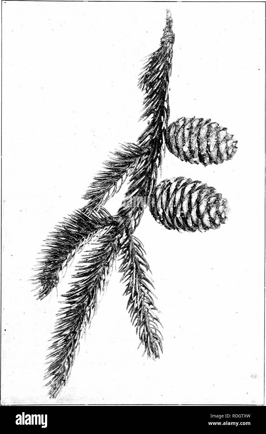 Red spruce picea rubens Black and White Stock Photos & Images Alamy