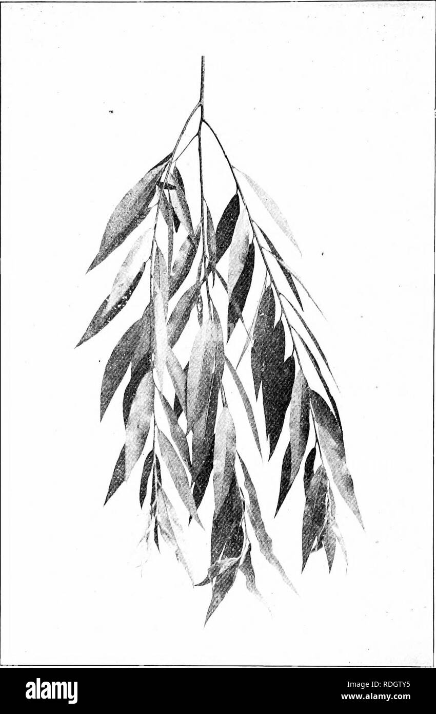. Our native trees and how to identify them; a popular study of their habits and their peculiarities. Trees. WILLOW FAMILY. White Willow, Salix alba, var. vitelltna. Le3ve= -^y^' to 4' long.. Please note that these images are extracted from scanned page images that may have been digitally enhanced for readability - coloration and appearance of these illustrations may not perfectly resemble the original work.. Keeler, Harriet L. (Harriet Louise), 1846-1921. New York, C. Scribner's Sons Stock Photo