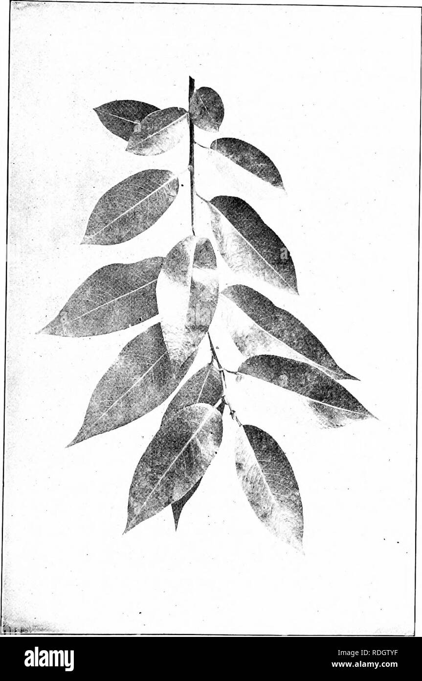 . Our native trees and how to identify them; a popular study of their habits and their peculiarities. Trees. SHINING WILLOW. Shining Willow, Salix lucida. I-eaves 3' to ^' long.. Please note that these images are extracted from scanned page images that may have been digitally enhanced for readability - coloration and appearance of these illustrations may not perfectly resemble the original work.. Keeler, Harriet L. (Harriet Louise), 1846-1921. New York, C. Scribner's Sons Stock Photo
