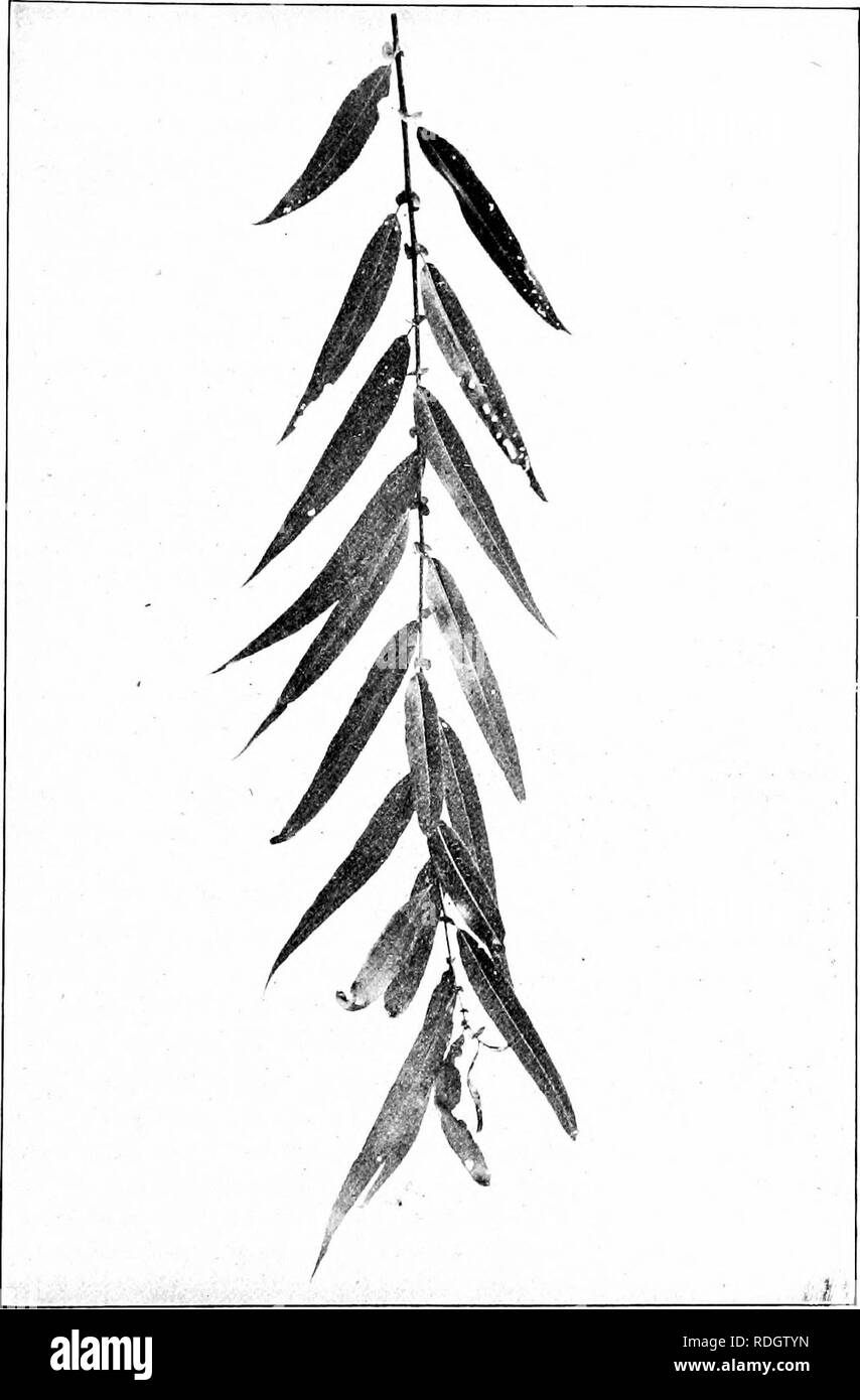 . Our native trees and how to identify them; a popular study of their habits and their peculiarities. Trees. BLACK WILLOW. Bhick Willijw, Salix nigra. Leaves 3' to f/ long.. Please note that these images are extracted from scanned page images that may have been digitally enhanced for readability - coloration and appearance of these illustrations may not perfectly resemble the original work.. Keeler, Harriet L. (Harriet Louise), 1846-1921. New York, C. Scribner's Sons Stock Photo