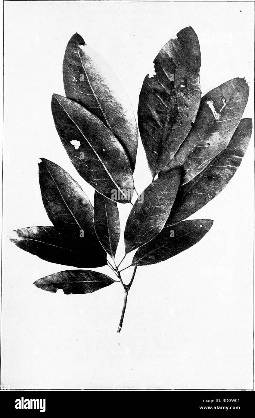 . Our native trees and how to identify them; a popular study of their habits and their peculiarities. Trees. SHINGLE OAK. Shingle Oak, Qiwrciis imbricaria. Reaves a' to 0' long, i' to 2' broad.. Please note that these images are extracted from scanned page images that may have been digitally enhanced for readability - coloration and appearance of these illustrations may not perfectly resemble the original work.. Keeler, Harriet L. (Harriet Louise), 1846-1921. New York, C. Scribner's Sons Stock Photo