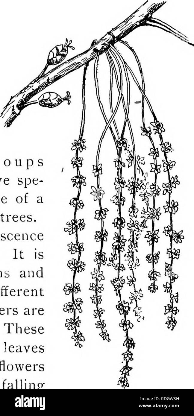 . Our native trees and how to identify them; a popular study of their habits and their peculiarities. Trees. side roots and often care no more for its tap root which has been its only support than the frog cares for the tail of the tadpole after it has got on its own legs.&quot; —Robert Douglas in Garden and Forest. This genus is one of close family ties and marked resem- blances. The bark of every species is heavily charged with tannic acid. The roots take hold of the earth in two ways ; a strong tap root goes down deep into the ground and at the same time wide spreading horizontal roots keep Stock Photo