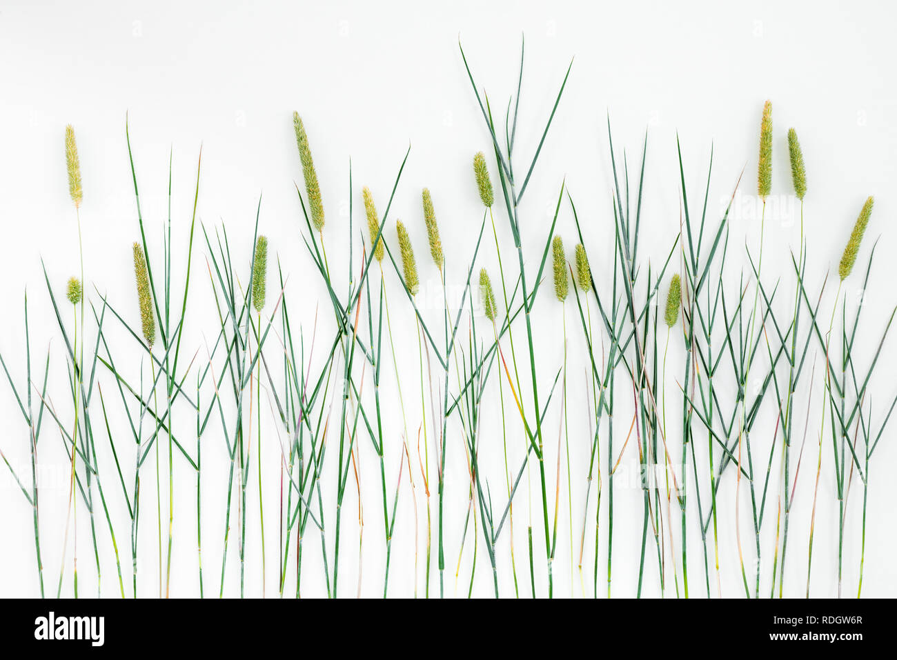 Close-up of Timothy grass (Phleum Pratense) on white background. Wild grass with seed heads. Stock Photo