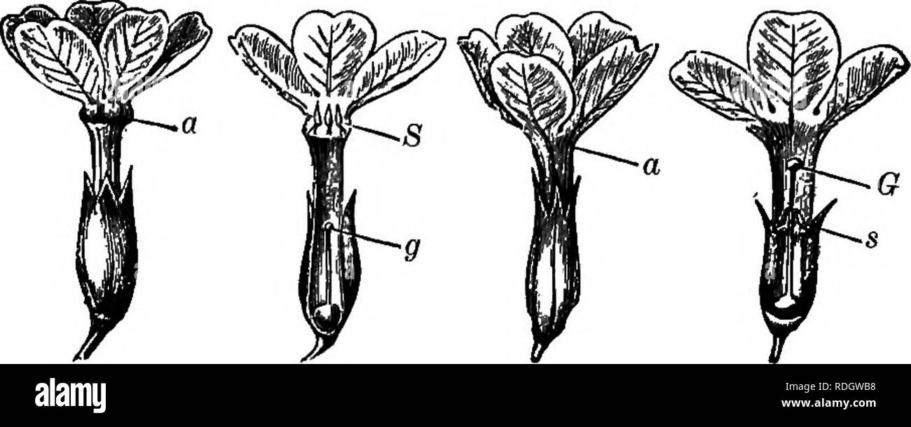 . Elements of botany. Botany; Botany. FiG. 156.—Flower and Stamens of Common Sage. A, p, stigma; a, anthers. B, the two stamens in ordinary position ;/, filaments; m, connective (joining anther-cells); a, a', anther-cells. C, the anthers and connectives hent into a horizontal position hy an insect pushing against a. bearing lobes a! into a horizontal position, so that they will lie closely pressed against either side of its abdomen.. I n m IV Fig. 157.—Dimorphous Flowers of the Primrose. I, II, short-styled form; III, IV, long-styled form, natural size; a, throat of the corolla; 5, s, stamens; Stock Photo