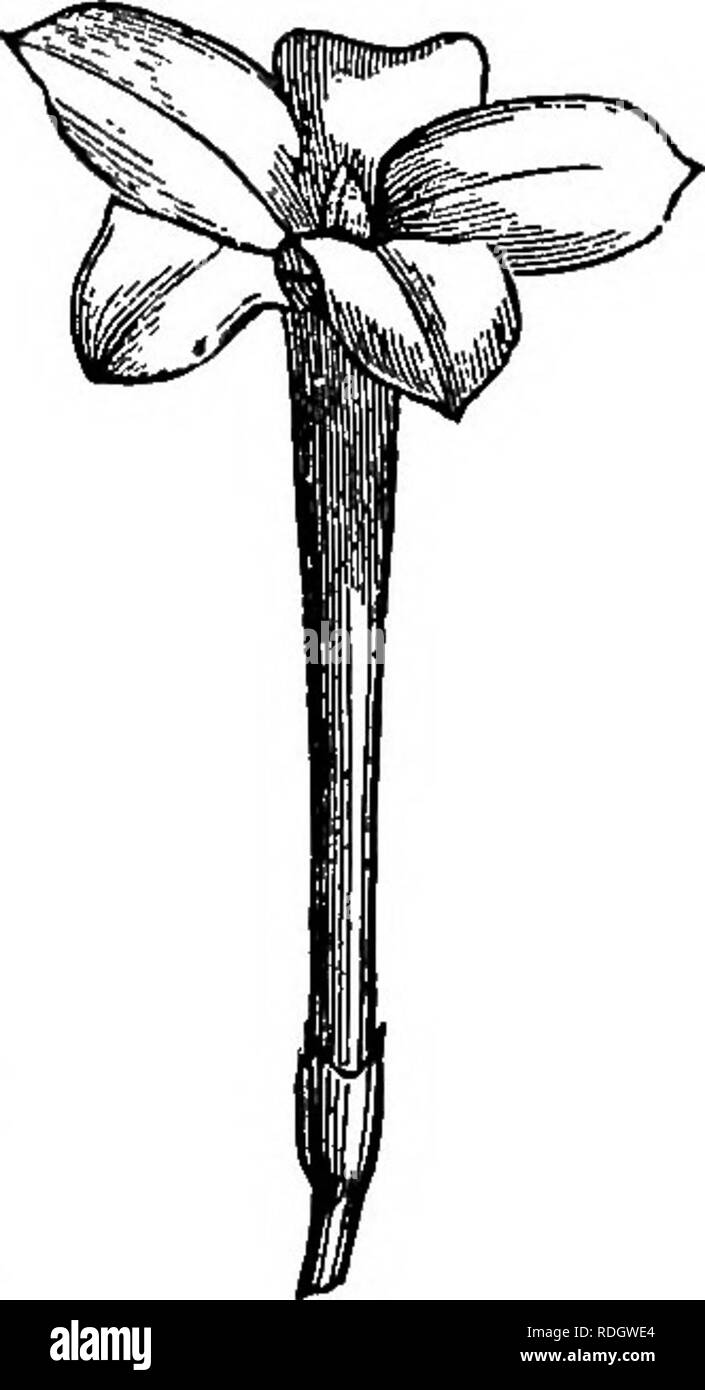Elements Of Botany Botany Botany Structure Op The Flower And Its Organs 147 Called The Stigma These Parts Are All Shown In Fig 128 In Many Pistils The Stigma Is Borne