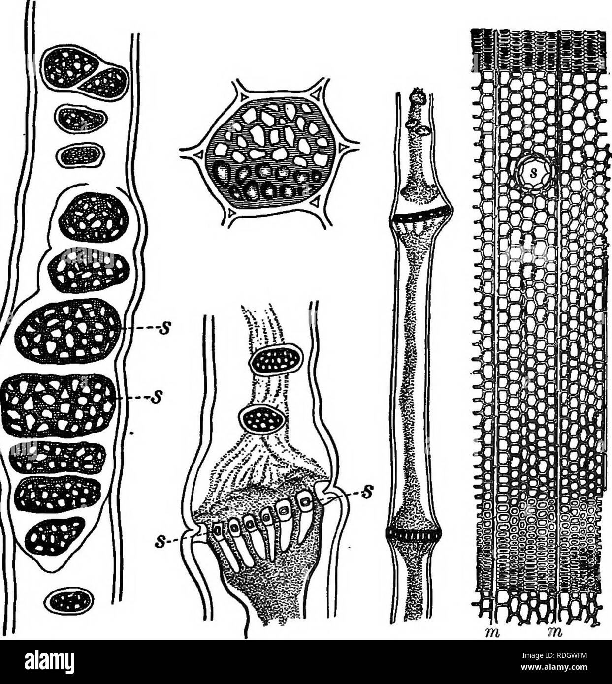 Schematic drawing of a mature sieve tube.