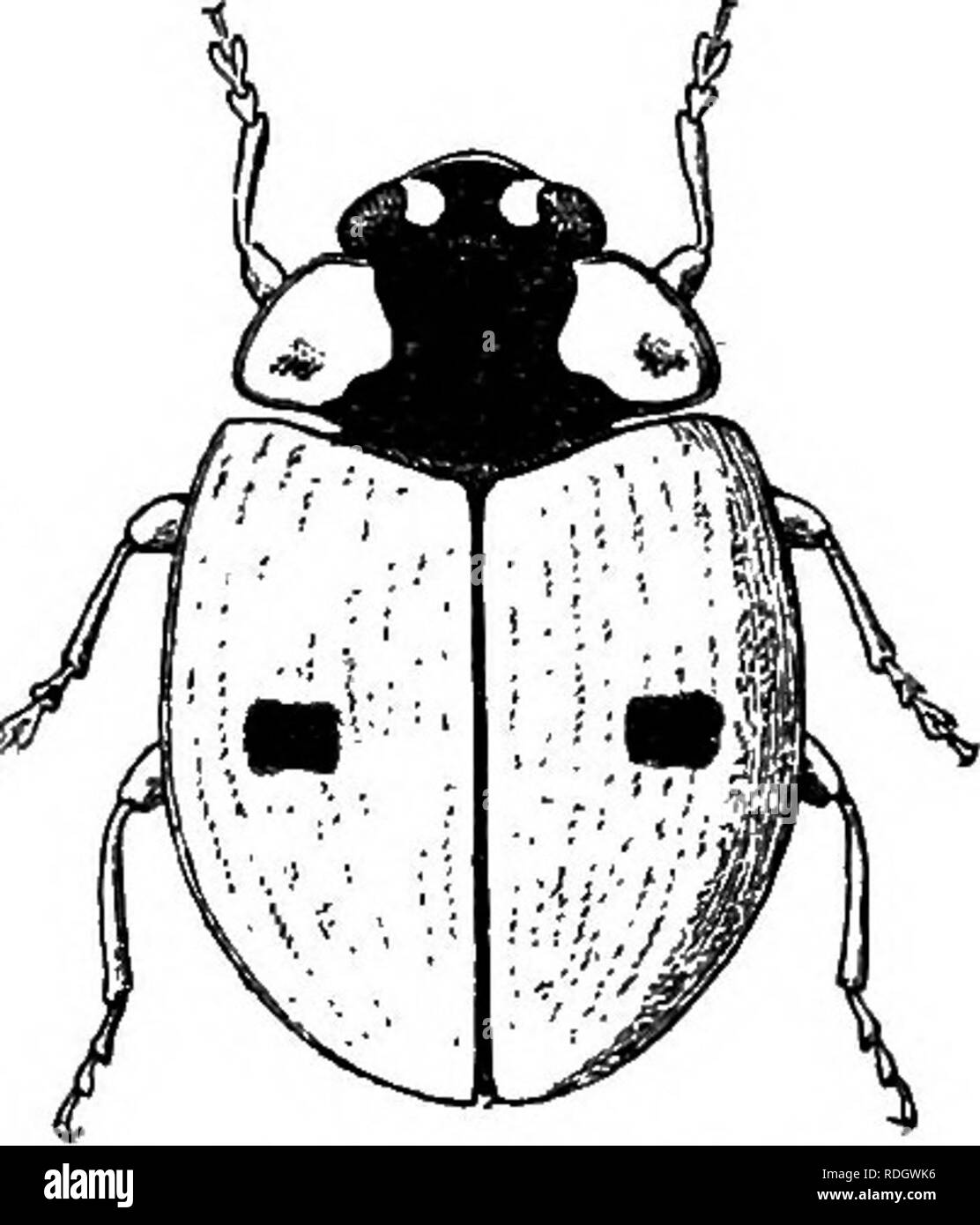 . Injurious and useful insects; an introduction to the study of economic entomology. Insects; Beneficial insects; Insect pests. LADY-BIRDS 43. Fig- 35*—Two-spot lady-bird (Adalia bipunctata). X lo. their food is ready to hand. The larva does not look much like a predatory animal. Its body is flat; broad, tapering behind, and of soft texture. Its colour is grey, changing to yellow on the under side, and diversified with black and yellow warts, and pencils of black bristles. The head is small. Six rather long legs serve for locomotion, aided by the tip of the abdomen, which can be lengthened at  Stock Photo