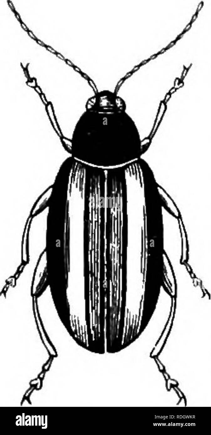 . Injurious and useful insects; an introduction to the study of economic entomology. Insects; Beneficial insects; Insect pests. Fig. 30 Turnip-flea. been 40 INJURIOUS AND USEFUL INSECTS The four joints of the tarsus indicate a section of Coleoptera known as Tetramera, which are also called Phytophaga, from their taste for vegetable food. Close examina- - tion shows that there are really five joints in the tarsus, but that the fourth is reduced to a vestige of no practical use. The phytophagous beetles are divisible into three famihes :—(i) Seed-eaters (Bruchidse), often confused with weevils;  Stock Photo