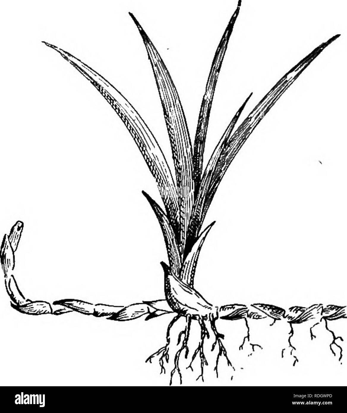 Elements Of Botany Botany Botany 48 Elements Op Botany Ment During The Winter Or The Rainless Season As The Case May Be To Secure Rapid Growth During The Active Season It