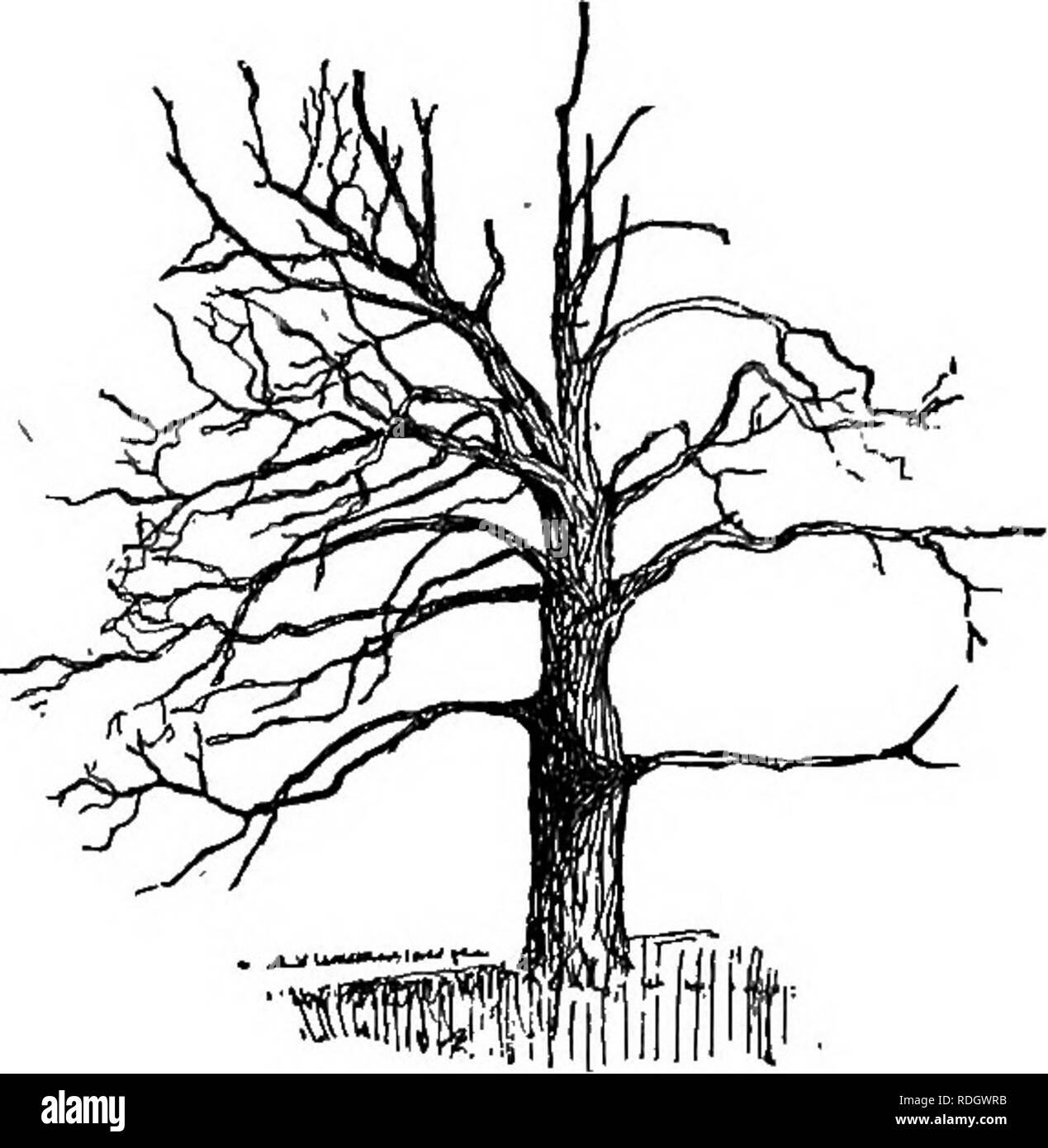 Woody structure Black and White Stock Photos & Images - Alamy