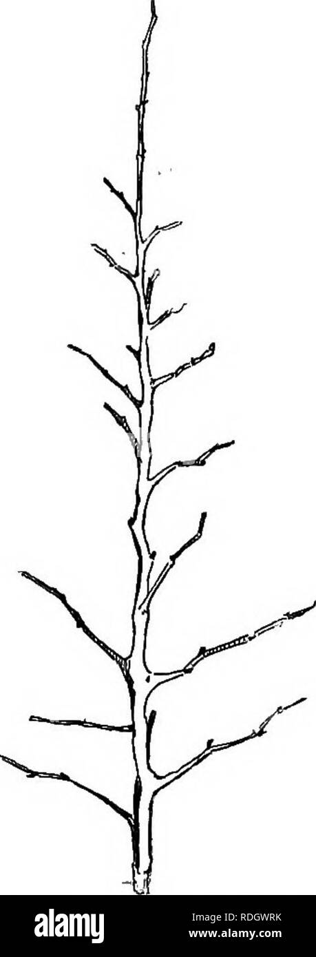 Beech varieties Black and White Stock Photos & Images - Alamy