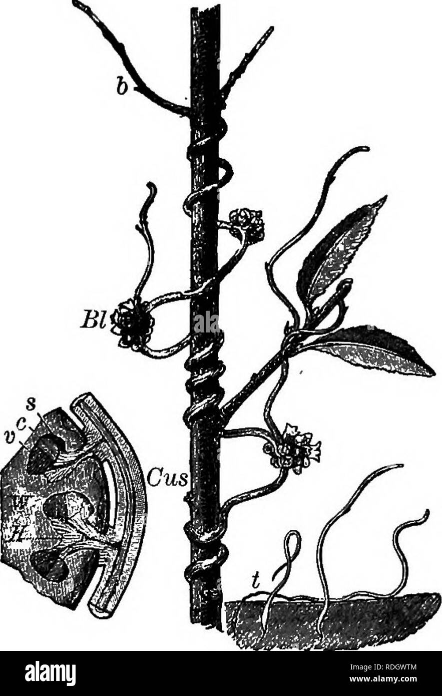 . Elements of botany. Botany; Botany. KOOTS. 29 strength of the supplies of ready-made sap which it obtains from the host. 43. Forms of Boots. â The primary root is that â which proceeds like a downward prolongation directly from the lower end of the caulicle. In many cases the mature root-system of the plant contains one main portion much larger than any of its branches. This is called a taproot, Fig. 16. Such a root, if much thickened and fleshy, would assume the form shown in the carrot, pars- nip, beet, turnip, salsify, or radish. Some plants produce multiple primary roots, a cluster proce Stock Photo