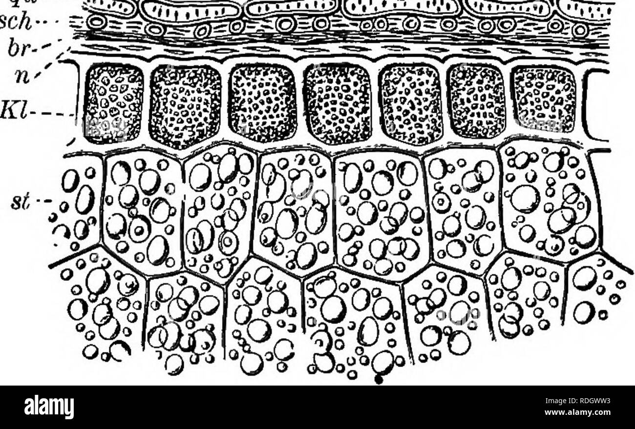 Elements Of Botany Botany Botany Stoea6e Op Noukishmbnt In The Seed 23 In The Seeds In Bulk But That It Is Inclosed In Little Chambers Or Fig 11 A Section Through Exterior