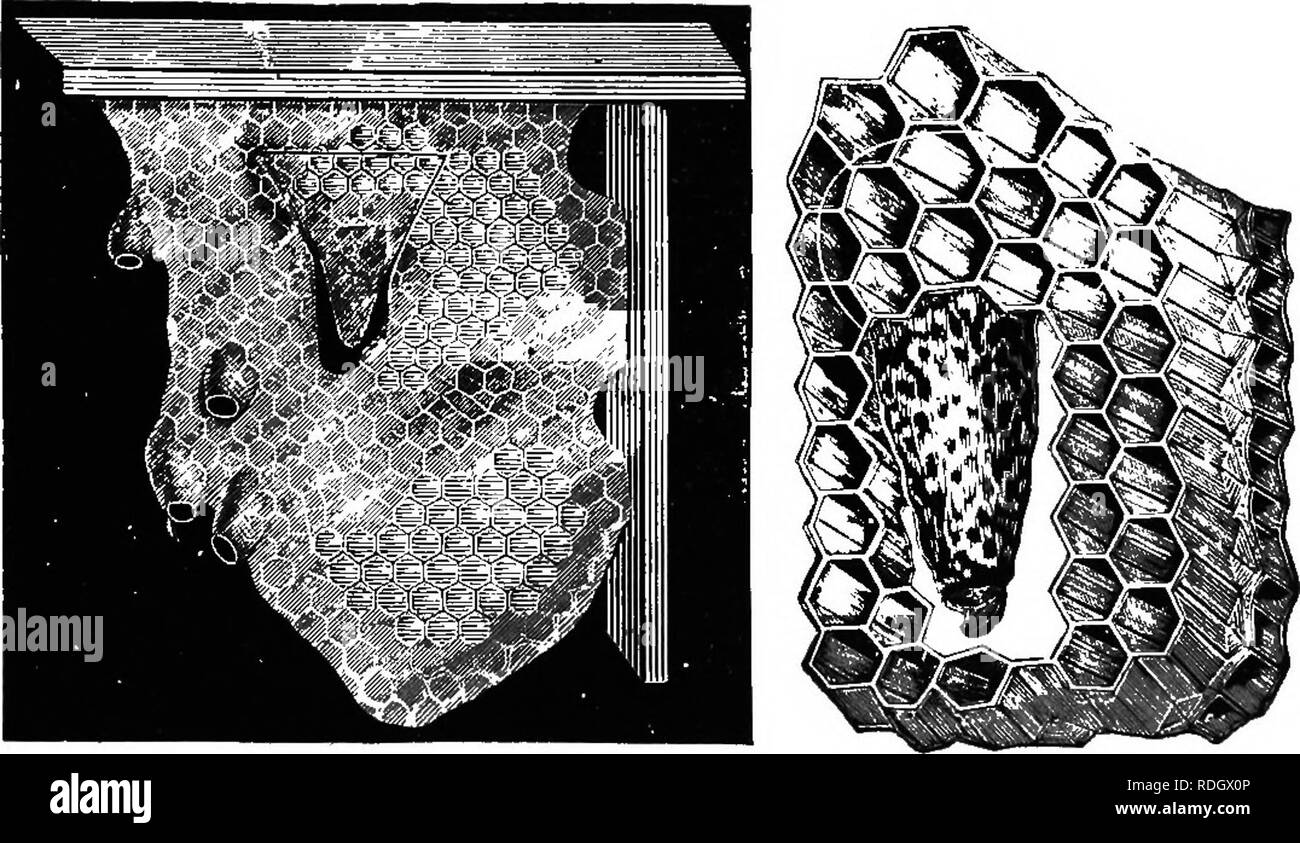 . The bee-keeper's guide; or, Manual of the apiary. Bees. OR, MANUAL OF THS APIARY. 283 distant, for we must not in the least compress the cell, then cut- ting up and out for two inches, then across opposite the cell. This leaves the cell attached to a wedge-shaped piece of comb (Fig-. 133), whose apex is next to the cell. If we get our cells by the Doolittle or other improved methods, we can easily cut down and pry each cell off. A similar cut in the middle frame of the nucleus, which, in case of the regular frames, is the one containing brood, will furnish an opening to receive the wedge con Stock Photo