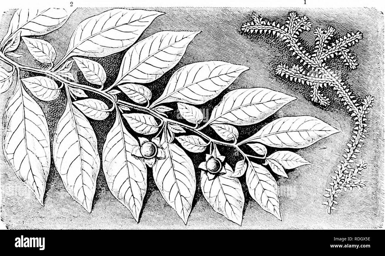 . Plant studies; an elementary botany. Botany. Fig. 20. A spray of majtle, showing the ailjustment of the leaves in size and position of Ijlades and length of petioles to secure exposure to light on a horizontiil stem.— AftiT Keener. etc., as to give am])le evidence of the effort put fortli by plants to secure a favorable light-relation for their foliage. Flo I ro plants bhowinc adjnstmtnt of ]e%e'* on ^ hori/ontil ^teni Tlie plant to the left is nighlshaile, in whieh small blades are fitted into spaees left by the large ones. The pl.ant to the right is Selaginella, in wliieli small leaves Stock Photo