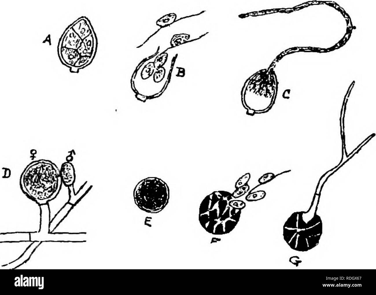 . The diseases of crops and their remedies : a handbook of economic biology for farmers and students. Plant diseases. ROOT CHOPS. 53 22 D); and to reproductive organs (Fig. 22 F) within the host-plant. The protoplasm of the conidia either divides or gives rise to a hypha or &quot; germ tube &quot; (Fig. 23). When it divides it produces a number of zoospores provided with cilia (iilaments) (Fig. 23 B). The zoospores float about in the atmosphere and thereby spread the disease. Ulti- mately the cilia disappear, and the zoospores settle down upon the leaves of the potato plant, giving rise to ano Stock Photo