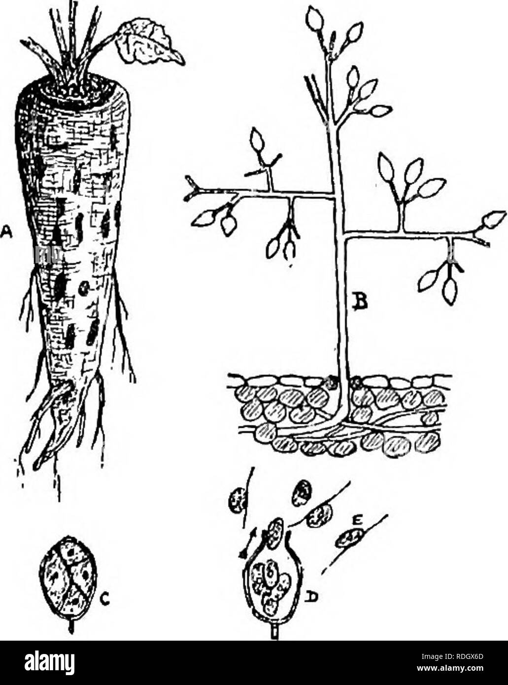 . The diseases of crops and their remedies : a handbook of economic biology for farmers and students. Plant diseases. ROOT CROPS. 47 and sand to be put on the ground before sowing the seeds. The odour of the tar is so offensive to insects that they cannot endure soil impregnated with it. (2) Burn all in- fested leaves. Cure.—Dressing the land with gas-lime, soot, and lime, destroys the pupss of this pest. The Parsnip Fly {Psila rosm) has already been described in this chapter (see &quot; Carrot Fly &quot;).. Fig. 19.—Mildew of Paesnips (Peronospora nivea). A. A spotted parsnip. B. Coniaiophore Stock Photo