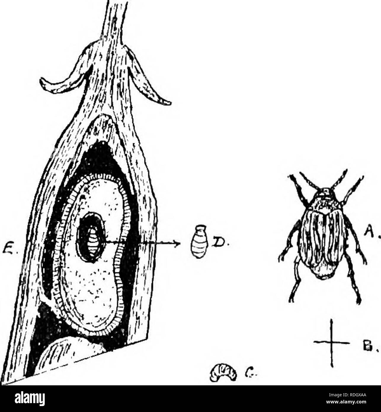 . The diseases of crops and their remedies : a handbook of economic biology for farmers and students. Plant diseases. 12 DISEASES OF CROPS The Humble Bees (Bombus hccorum, Bombus terrestris), wliose nests are generally constructed of moss, containing a few waxen cells, at times injure bean crops by piercing the calyx of the flower, so as to extract the nectar inside. This often causes the fall of the flower or seedless pod. Prevention.—The only means is to destroy their nests.. Fig. 2.—Bean Beetle {Bruehus granarim). A. The boetle (enlarged). B. Its natural size. 0. Larva (natural size). D. Pu Stock Photo