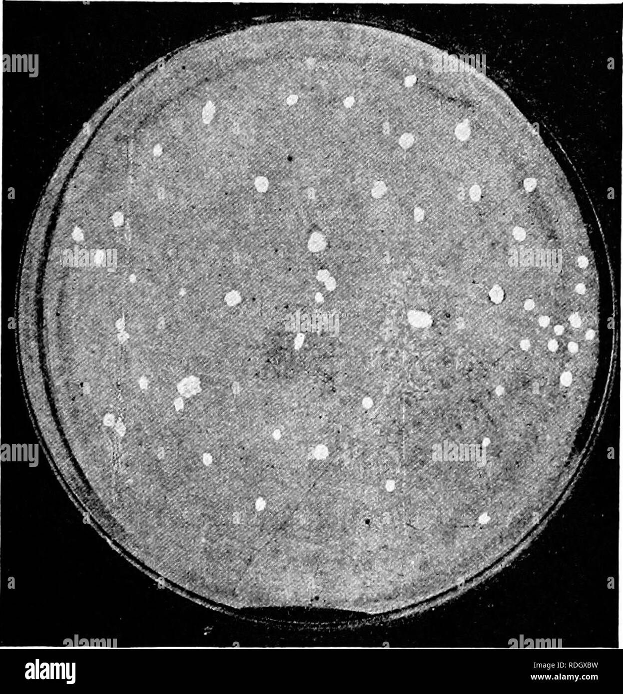Dairy Laboratory Guide Dairying Milk Paint Fig 45 Shows A Plate Exposed One Half Minute During Process Of Milking Under A Cow S Udder Treated With A 5 Per Cent Solution