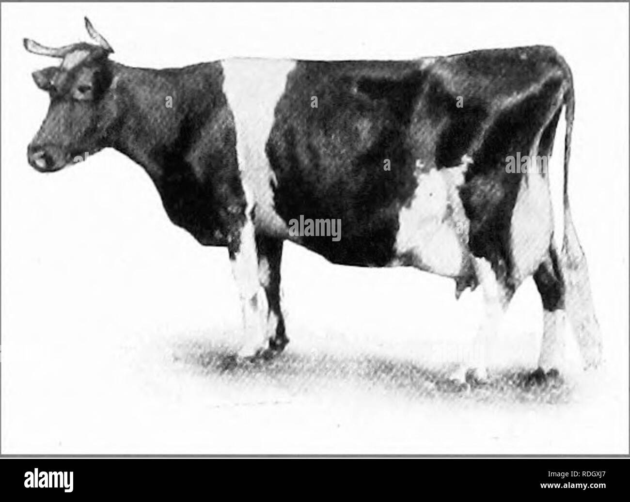 . Manual of farm animals; a practical guide to the choosing, breeding