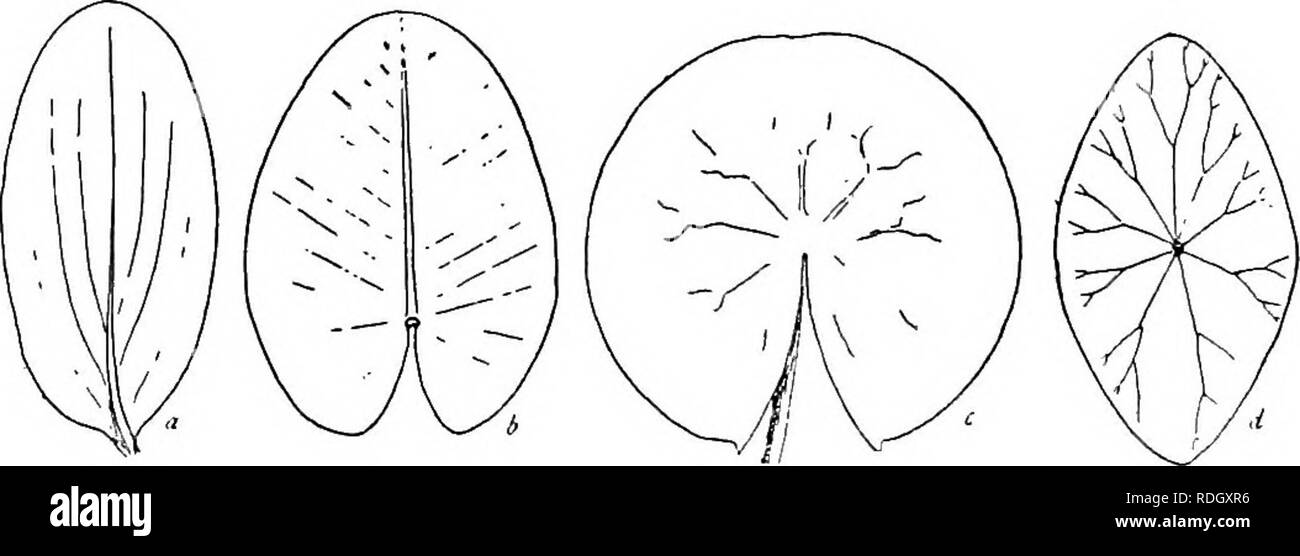 . The natural history of the farm : a guide to the practical study of the sources of our living in wild nature . Natural history. Fig. 13. Leaf-form in three common sub- surrounding the stem at the nodes: a, the common water-weed (Elodea canadensis or Philotria canadensis); b, the water horn- wort (Ceratophyllum demersum); c, the water milfoil (Myrio- phyllum).. Fig. 14. Outlines of four common kinds of floating leaves: a, the floating river- weed (Potamogeton naians); b, the spatter-dock (Nymphaa advena); c, the white water- lily (Castaillia odorata); d, the water shield {Brasenia peltata)..  Stock Photo