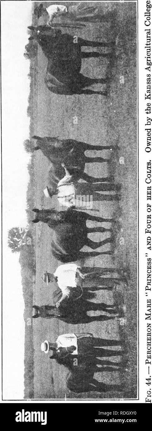 . Manual of farm animals; a practical guide to the choosing, breeding, and keep of horses, cattle, sheep, and swine. Animal industry; Horses; Cattle; Sheep; Swine. THE BREEDING OF HOUSES 105. Please note that these images are extracted from scanned page images that may have been digitally enhanced for readability - coloration and appearance of these illustrations may not perfectly resemble the original work.. Harper, Merritt Wesley, 1877-. New York, The Macmillan company Stock Photo