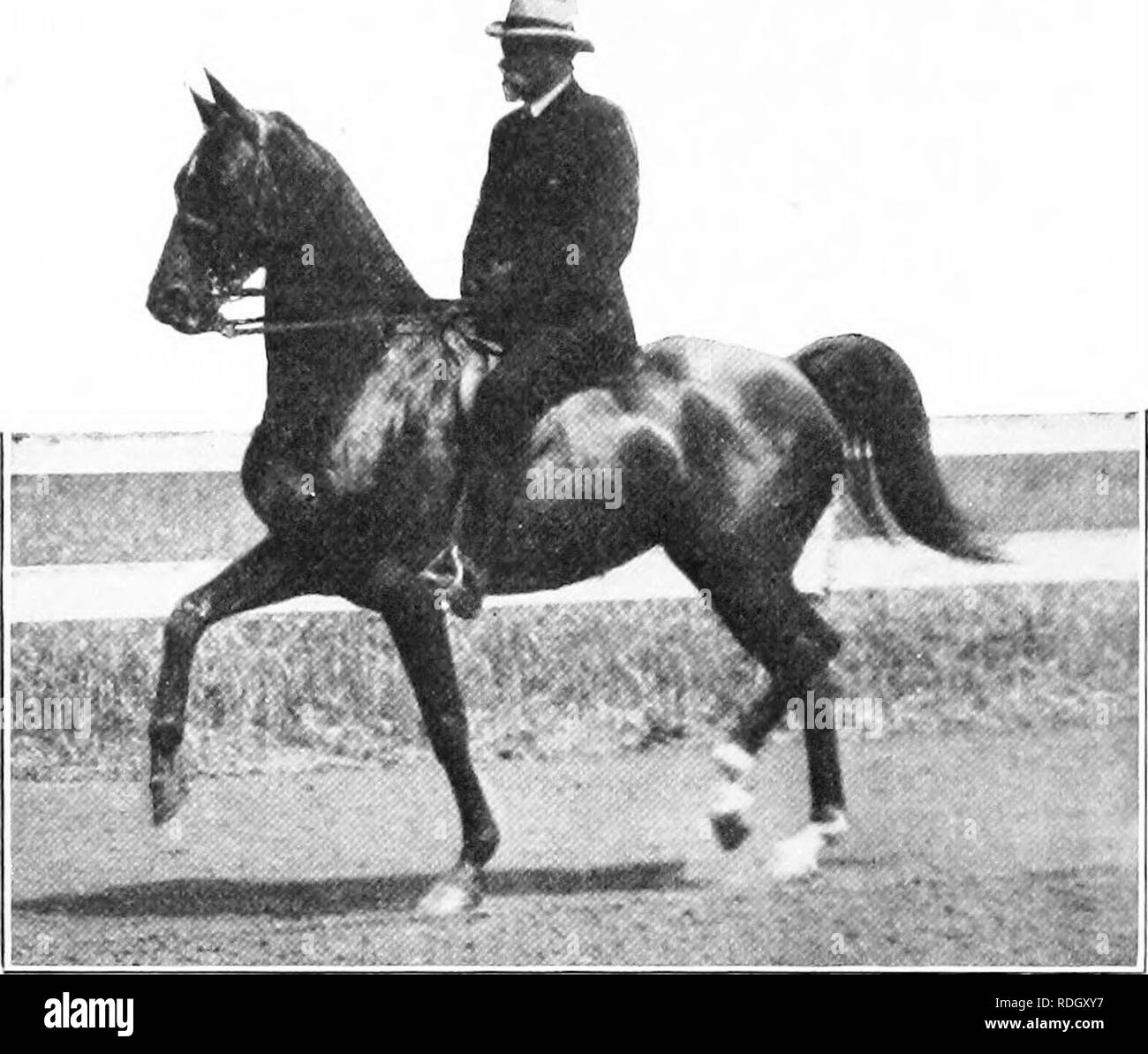 . Manual of farm animals; a practical guide to the choosing, breeding