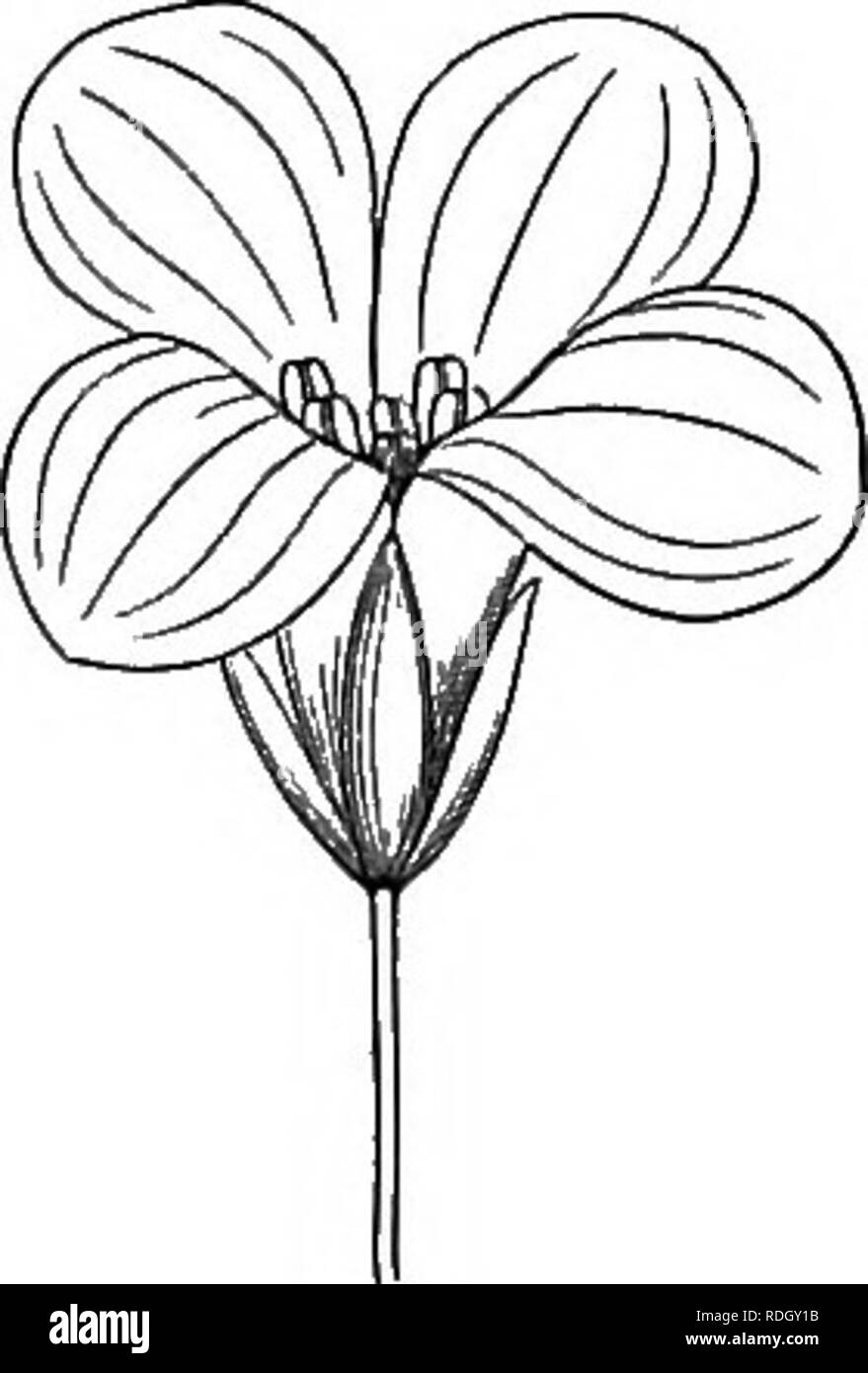 An Elementary Text Book Of Botany For The Use Of Japanese Students Botany Parts Op The Flower 47 Pig 53 Termed Floral Leaves Those Situated Below A Flower Or Flowers Hypsophyllary Leaves