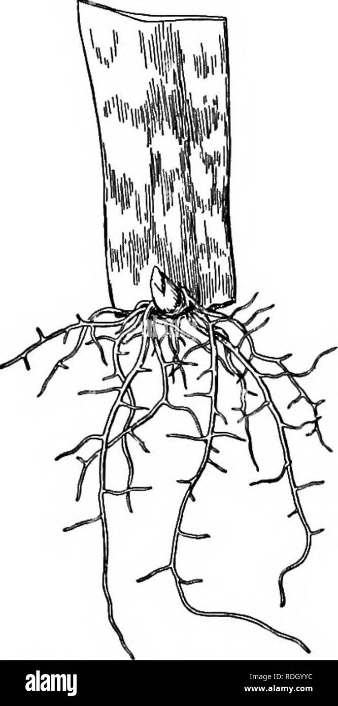 New growth plants roots Black and White Stock Photos & Images - Alamy
