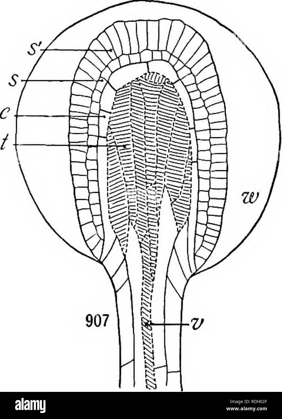 Glandular hairs of a hires stock photography and images Alamy