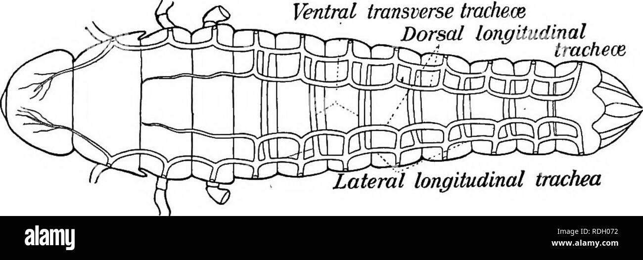 Locust Organs . A textbook in general zoology. Zoology. LOCUSTS, BUTTERFLIES, BEES ...