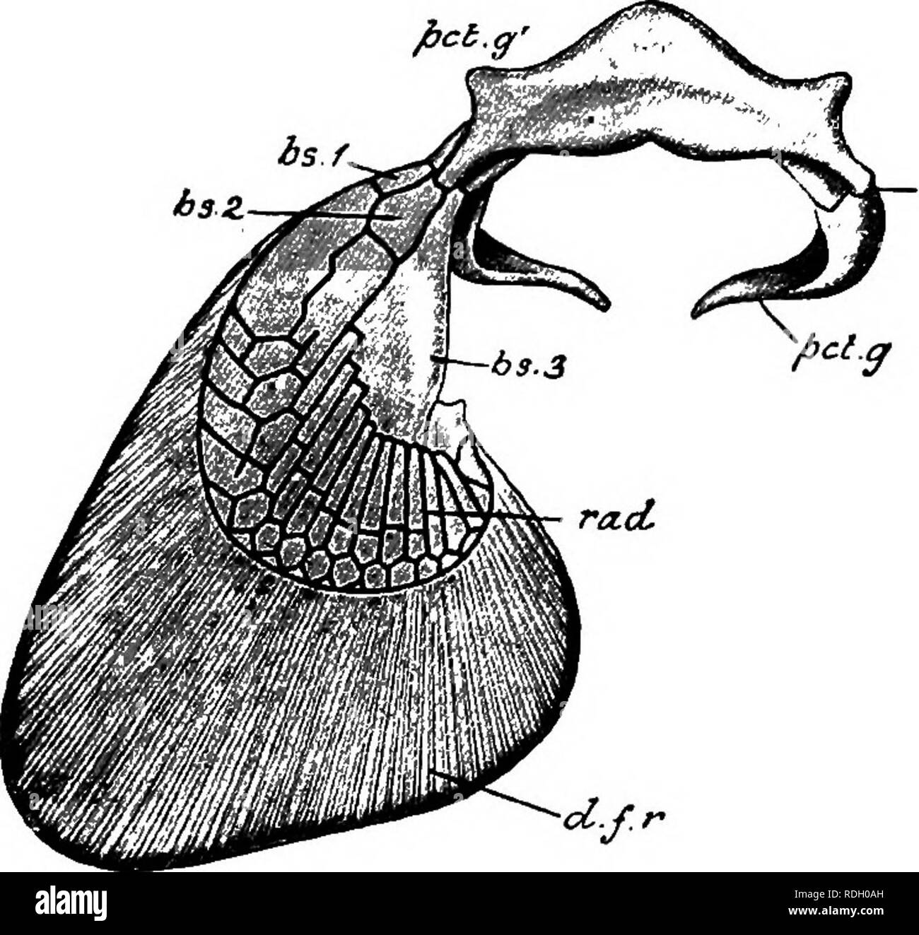 . An elementary course of practical zoology. Zoology. ix pfiCToRAL Fin 427 arch. On each side of its outer surface it presents three articular facets for the pectoral fin; the presence of these allows of the division of each side of the arch into a narrow, pointed, dorsal portion corresponding to the scapular region of the frog {pet. g), and a broader rtf. Fig 106.—Ventral view of pectoral arch Ot ScyUium with right pectoral fin. The pectoral arch is  divisible into dorsal or scapular i^pct. g) and ventral or cora- coid ipci.g') portions separated by the articular facets {art. f) for the fin.  Stock Photo