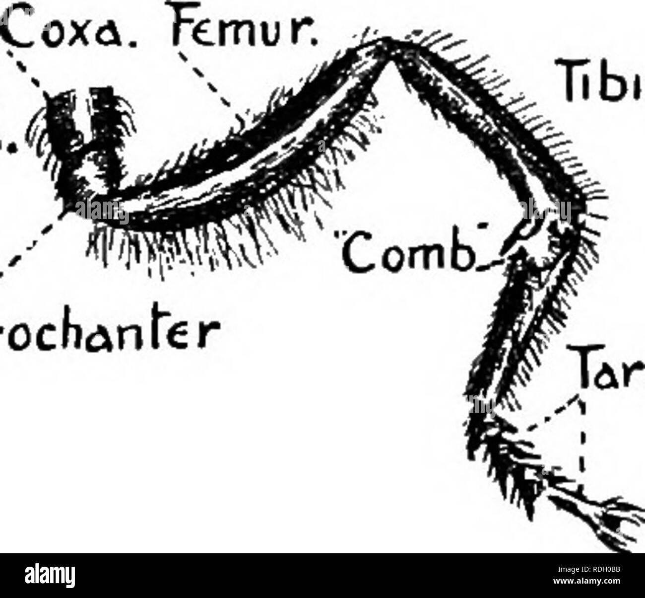 . An introduction to zoology, with directions for practical work ...