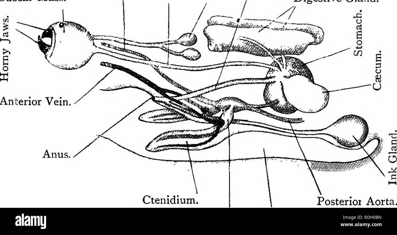 . Elementary text-book of zoology. SEPIA. 279 into the stomach, in which it is mixed with the digestive juices from the digestive gland and pancreatic caeca. It may be noticed that the anus is not at the hind end of the body, but the intestine is bent forwards along the under surface till the whole alimentary canal is U-shaped, with a ventral flexure. Fig. 197.—Dissection of Organs of Sepia Officinalis from THE Left Side. (Semi-diagrammatic.) {Ad nat.) CEsophagus, Anterior Aorta. | Buccal Mass. Buccal Glands. I Intestine. Digestive Gland.. Ctenidium. Auricle. Posterioi Aorta. Mantle'Cavity. In Stock Photo