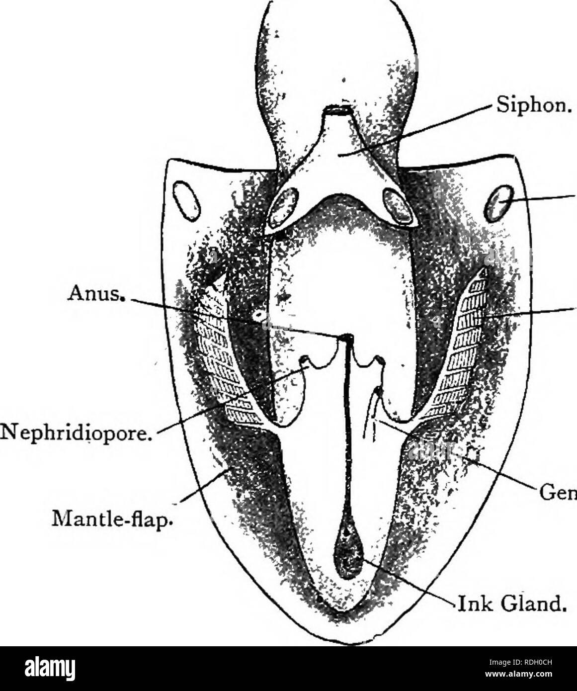 . Elementary text-book of zoology. 278 MOLLUSC A. The mouth leads through the jaws into a buccal chamher which contains a rasping odontophore of essentially the same ^^ nature as that of the snail. A duct from a pair of salivary glands opens into the buccal chamber. The oesophagus leads back some way to the stomach, a large rounded sac.  From close to the junction of stomach and oesophagus the intestine passes forwards and downwards to the anus, and a small saccular cacum opens at the same point. Here also open the paired ducts Fig. 196.—Ventral View of Sepia Officinalis with Mantle-Cavity Cu Stock Photo