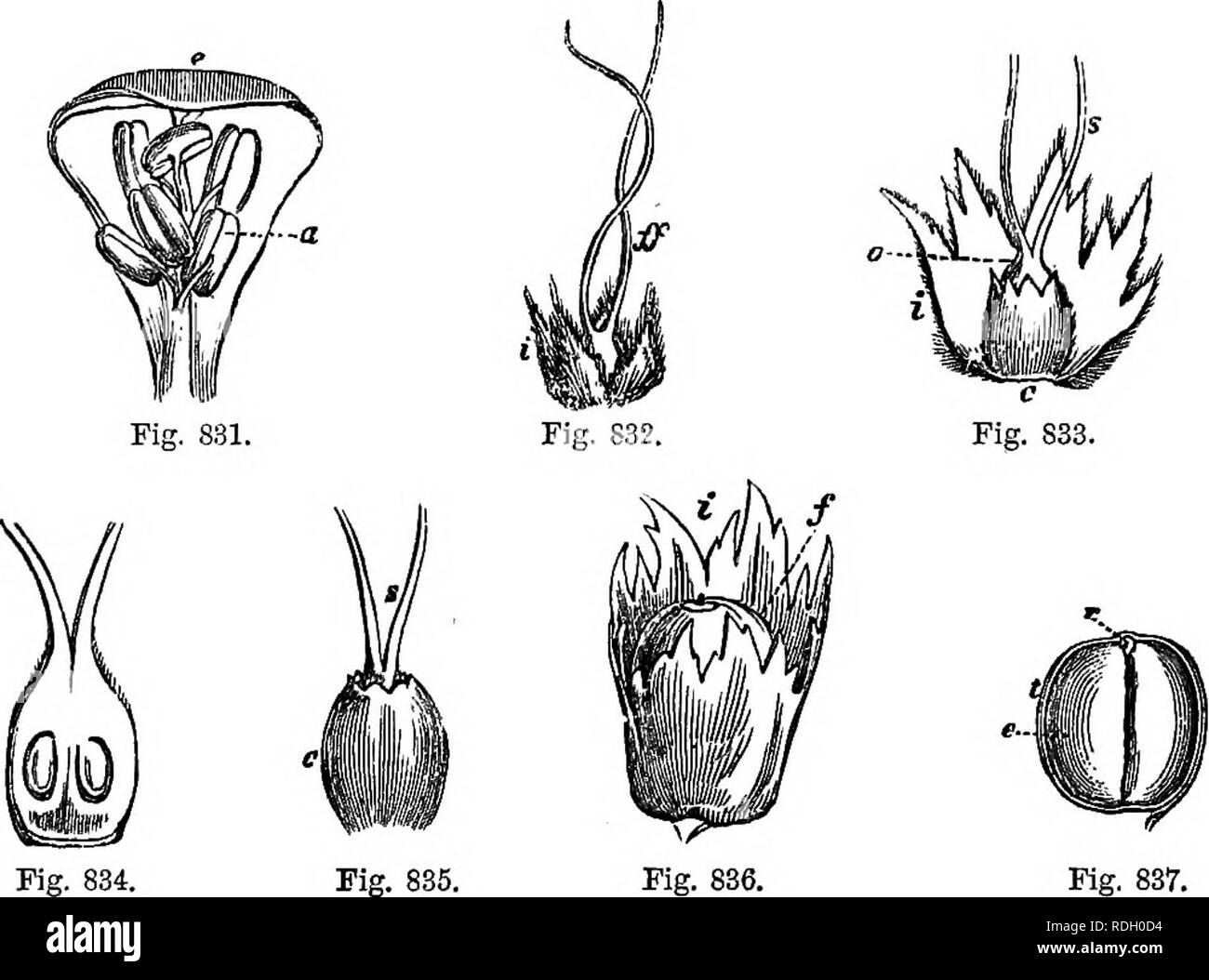 Platanus orientalis oriental plane p orientalis Black and White Stock