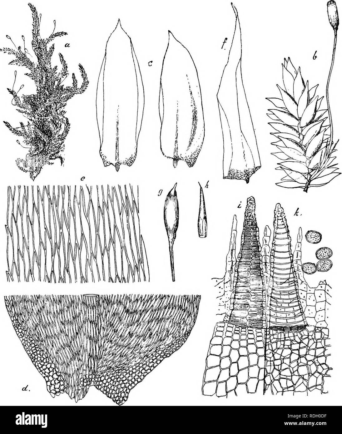 . Flore de Buitenzorg. Botany. 1164 Fig. 193.. Stereophyllum a«cfps (Lac.) Broth, a, Habituabild (nai. Giosse). }. Ast mit Sporogon i. t. Astblatlcr V- d. Blattbasis if?. «. Blattzellen J-5J. /. Peiichaetialblatt '/ g. Spoi'ogon i. h. Haube %. i. Periston! dorsal. k. desgl. ventral gesehen, mit Spoien ^^.. Please note that these images are extracted from scanned page images that may have been digitally enhanced for readability - coloration and appearance of these illustrations may not perfectly resemble the original work.. Kebun Raya Indonesia. Leide, E. J. Brill Stock Photo