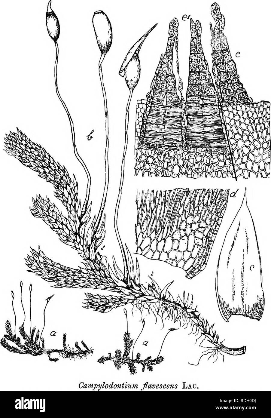 . Flore de Buitenzorg. Botany. 1151 wenig fiach nach aussen gebogen, unversehrt, nur an der flachen Spitze undeutlich gezahnelt. Stengelblatter etwas schmaler und langer zugespitzt, sonst gleichartig gebildet. Blattzellen locker, dunnwandig, prosenchymatisch, rhomboidisch gestreckt, Fig. 192.. a. Habitusbild (nat. Grosse). b. Desgl. . e. Astblatt V- flavesoens Lac. d. Zellen der Blatlecken 4^. e. Periston), e' veatral gesehen 5—7 fi breit und 8—12 mal langer, oben nur 4—8 mal langer, am Grande lockerer, an den Blattfliigeln 6—8 Eeihen quadra- tisch, bis 20 jtt breit, zum Teil doppelschichtig, Stock Photo