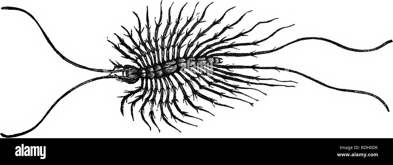 A Textbook In General Zoology Zoology Scorpions Spiders And Ticks 15s Thousand Legged Worms Class Myriapoda