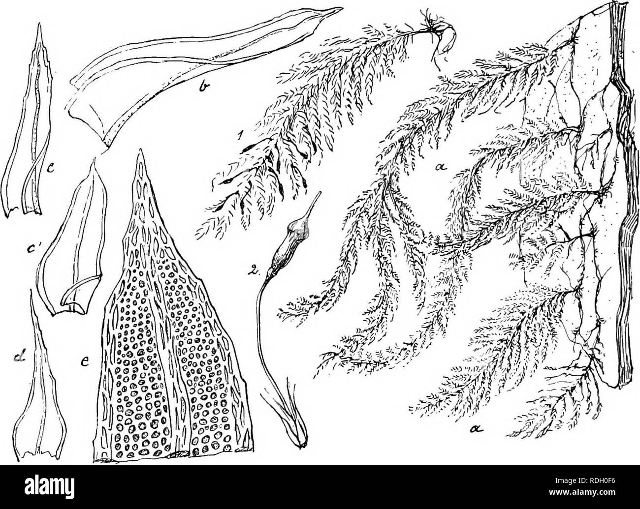 . Flore de Buitenzorg. Botany. 1072 gerollt. Stengelblatter aus halbstengelumfassendem, breitem, ovalem Grunde fast zungenlanzettlich, kurz bis lang zjigespitzt, 2 bis ilber 2,5 mm. lang und bis 1 mm. breit, Rippe kraftdg, fast stielrund, meist als Stachelspitze austretend; Blattrand Fig. 181.. Lopidium javanicum HPE. ji. f. acutifolium Flscii. a. Habitusbild (natiiil. Grosse). d. Amphigastrium ','. b. Stengelblatt Y- *• Blattspitzo —p^. t. Astblatt. c'. desj). von der Stammfoim */. Lopidium pallens Hook. f. et Wils. 1. Habitusbild mit Spoiogonen (natiirl. Grosse). 2. Sponigon . etwas wellig, Stock Photo