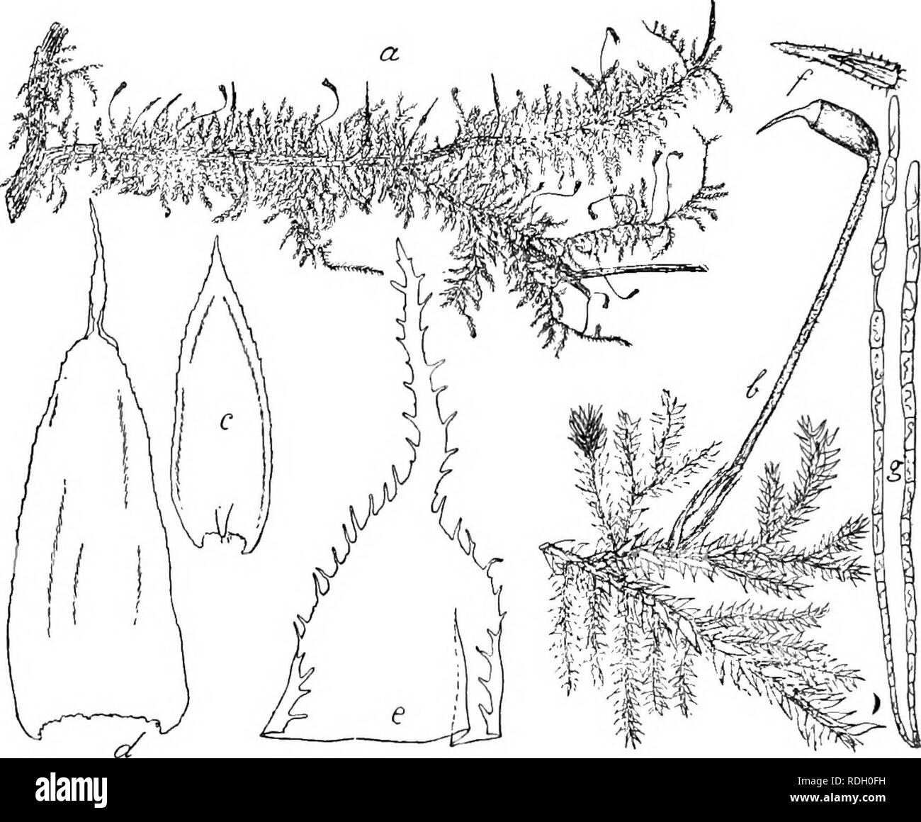 . Flore de Buitenzorg. Botany. 1050 429. Chjietomitrium laiiccolatum jav. II, p. 49, t. 170 (1862). V. D. B. et Lac. in Bryol. Phyllodiocisch. 9 Bluten meist grundaststandig, klein, knospenformig, mit wenigen Paraphysen, Archegonien zahlreich^ aussere HullbUitter klein, kurz, innere ovallanzettlich, kurz Fig 178.. Chaetomitrium lajiceolatum Lac. u. Habitusbild. (natiirl. Grbsse). h. Zweig mit Sporogon . u. Astblatt Y- d- Stengelblatt Y e. Spitze eines Perichaetialblattes '/• /. Haube p. g. Fadenformige Biutkiirpor '/ gespitzt, aufrecht, oberwarts cilienartig zuriickgebogen gezah- nelt, rippen Stock Photo