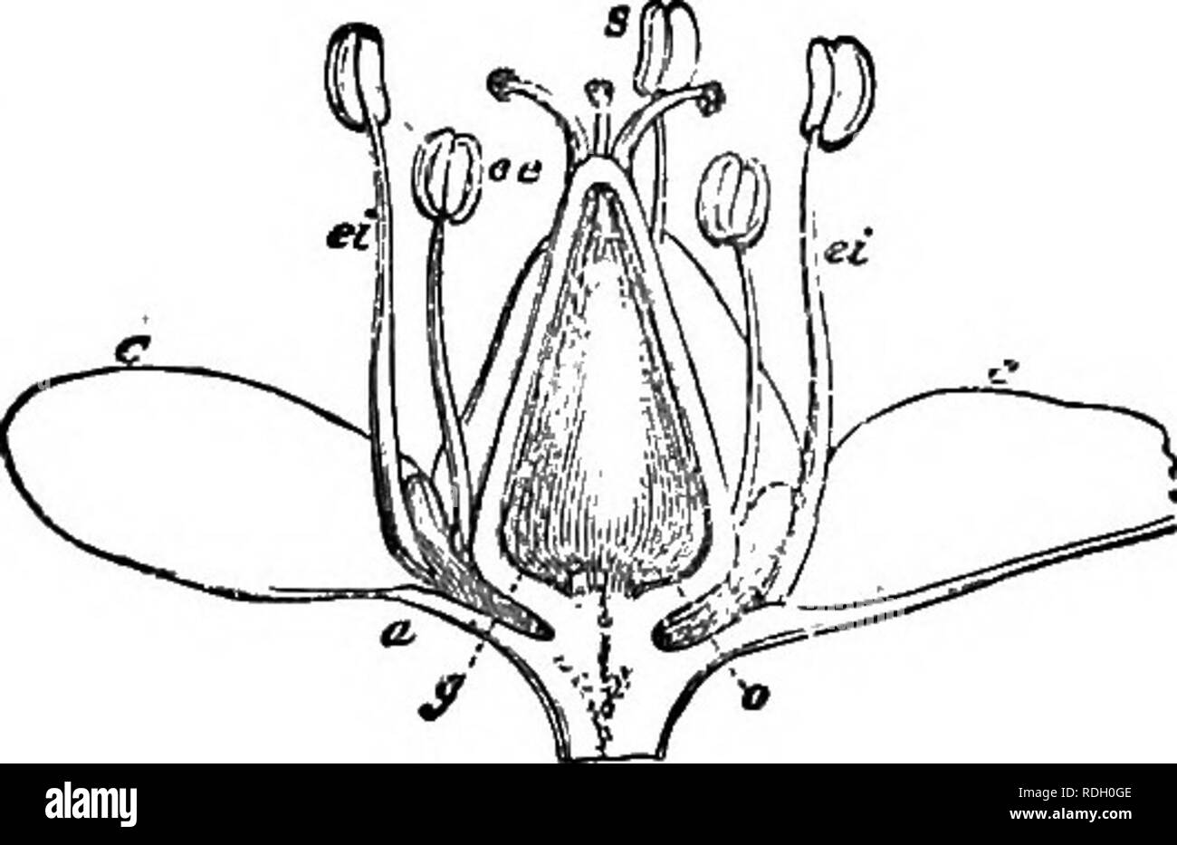 . A Manual of botany : being an introduction to the study of the structure, physiology, and classification of plants . Botany. 564 POLYGONACE^. generally on one side (fig. 800), sometimes in the axis of the albumen ; radicle superior (fig. 800).—Herbaceous, rarely shrubby plants, with alternate, stipulate, or exstipulate leaves, and often unisexual fiowers. They are found in almost all parts of the world, more especially in the temperate regions of the northern hemisphere. They grow in fields, waste-grounds, ditches, mountains, etc. The order has been divided. Please note that these images are Stock Photo