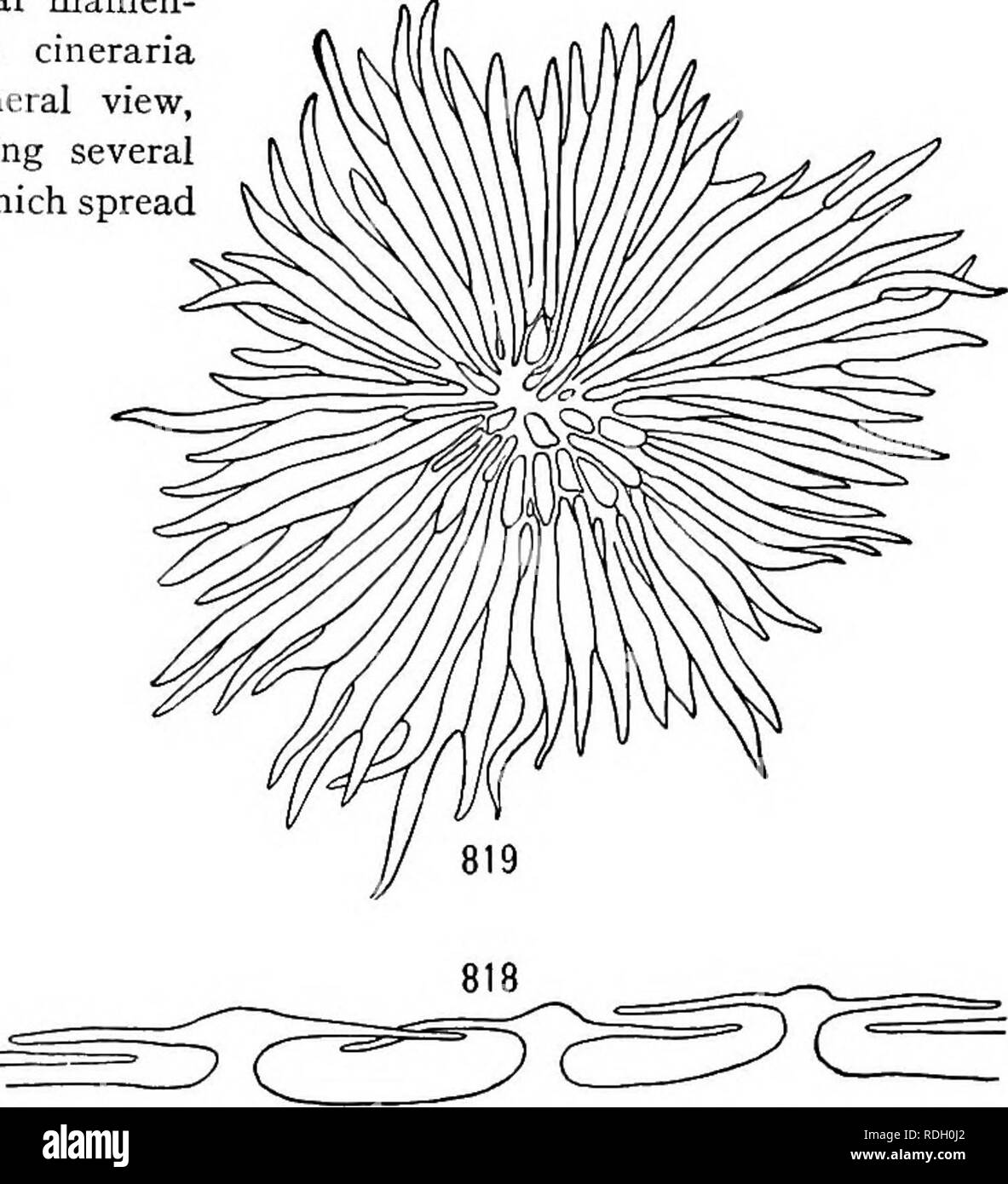 . A textbook of botany for colleges and universities ... Botany. Figs. 8i6, 817. —Multicellular filamen- tous hairs from a leaf of the cineraria (Senecio cruentus): 816, a general view, as seen in cross section, showing several hairs with their whip-like ends, which spread out horizontally, forming cham- bers between the basal portions of the hairs; note the great length of the hairs in proportion to the leaf diameter; considerably mag- nified; 817, a single hair; highly magnified. ings,Ledum,etc.). Leaves frequently are hairier when young than when mature, many of the hairs soon breaking at a Stock Photo