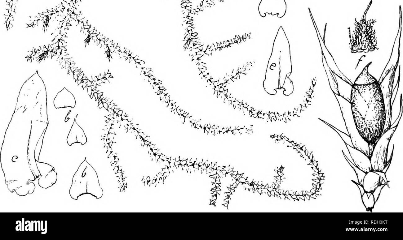 Flore De Buitenzorg Botany A Ii S Jl Calyptothecium Tumidtim Dicrs Flsoh A Habitusbild Naliirl Giiiase E Gi Undstilndige Ficdei Bliitter J A B Stcngelbliittev A A Spoi Ogon Niit Haubo Y V