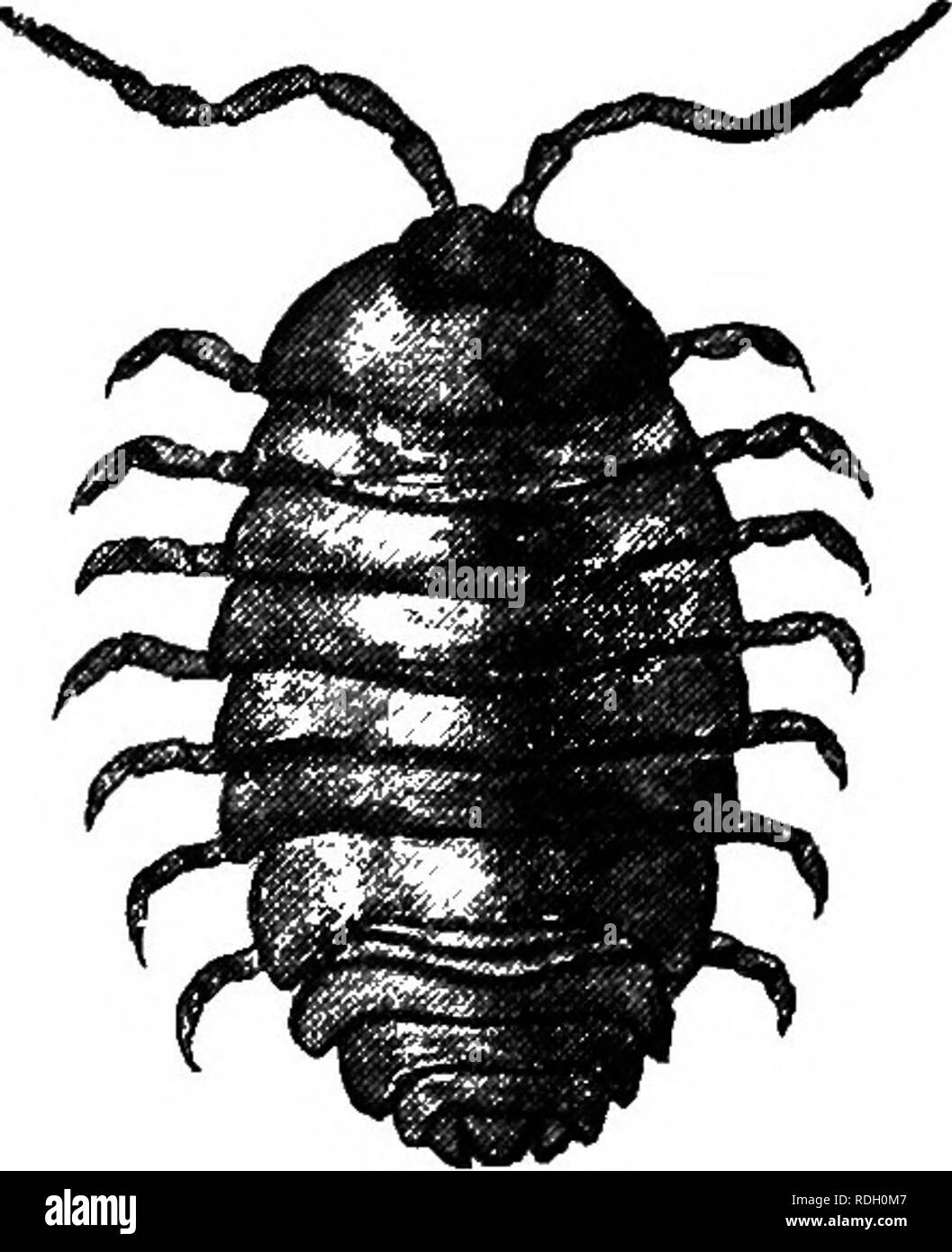 Crayfish burrows hi-res stock photography and images - Alamy