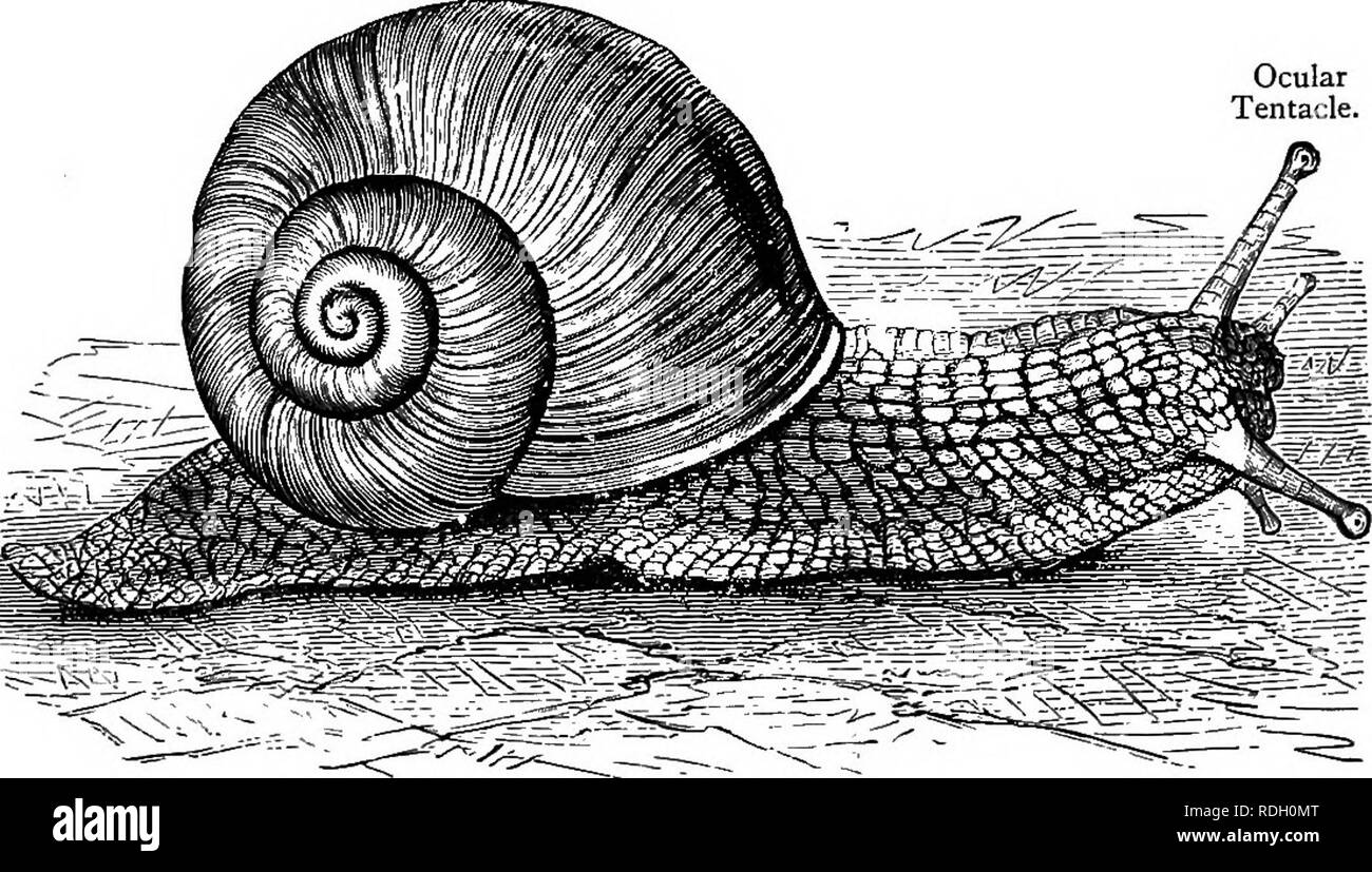 Ocular tentacles hires stock photography and images Alamy