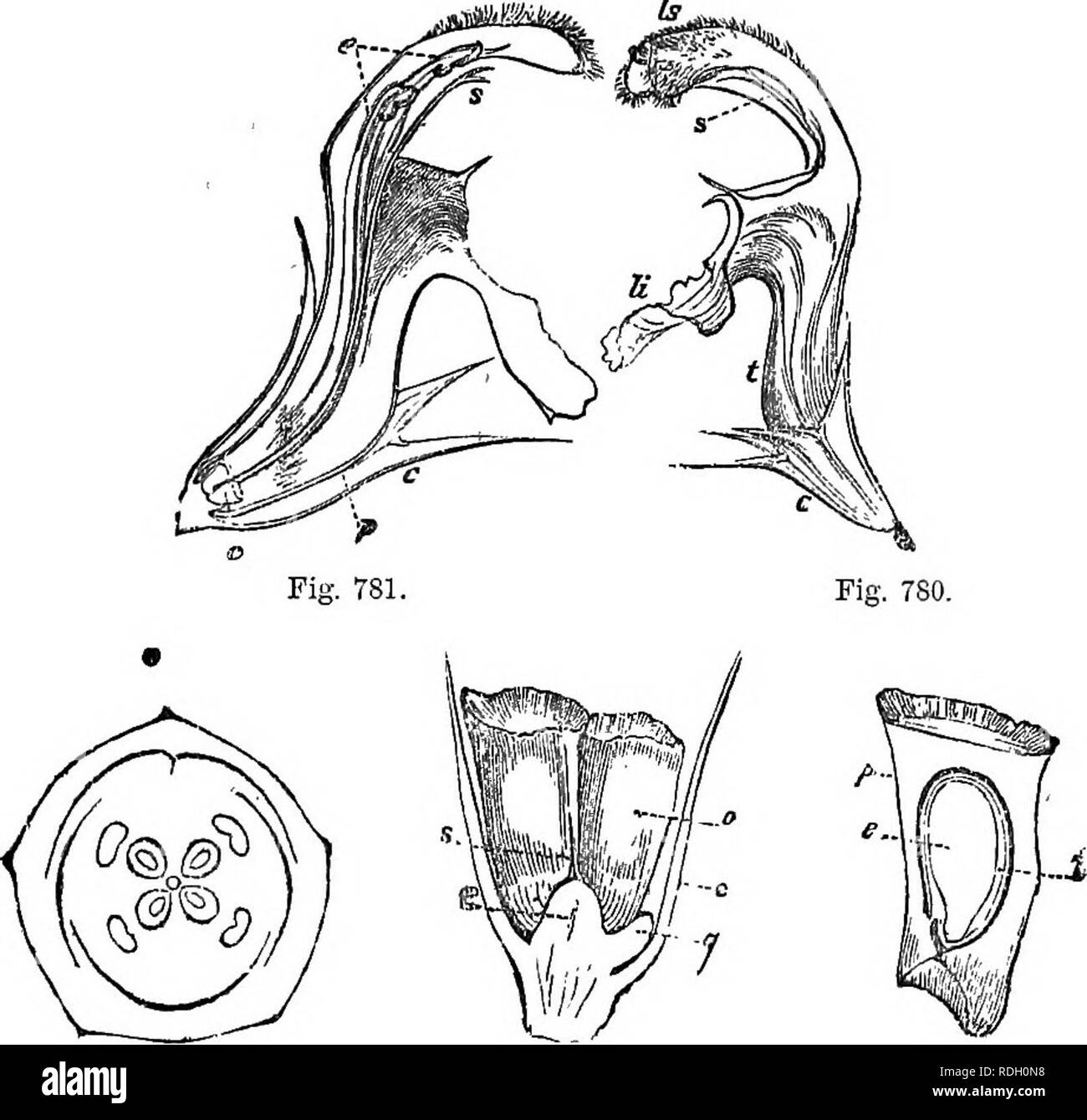 lip disk stock photos